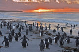 Gentoo Penguin Sunrise